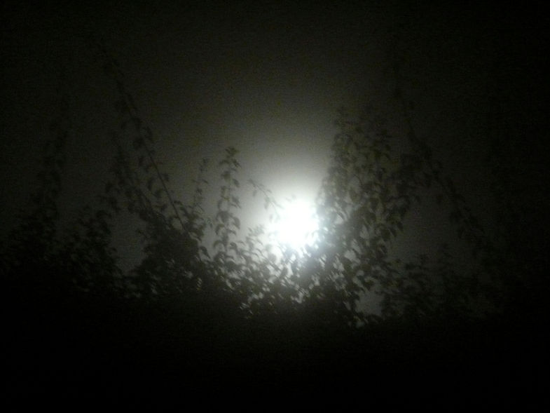 fog_leaves.jpg