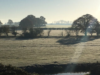 Views from the day and life of Nuneaton Tree Surgeons!