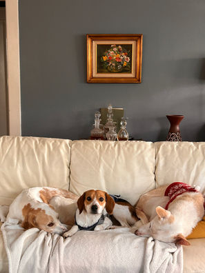 three dogs on a white couch cuddling together