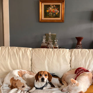 three dogs on a white couch cuddling together