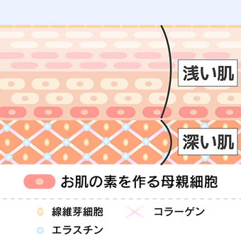 肌について
