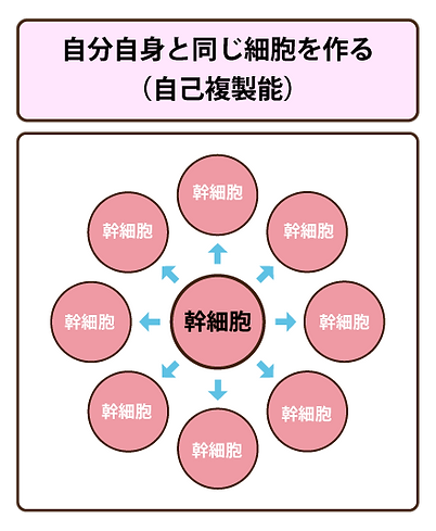 幹細胞_自己複製能-09.png