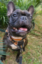 CUIDADORA DE CACHORRO