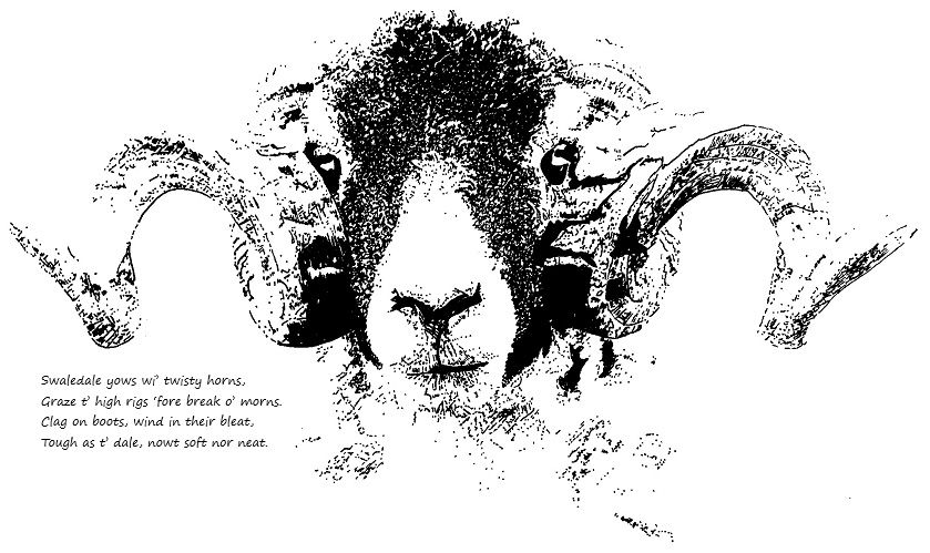 Swaledale Sheep - Print With Dialect