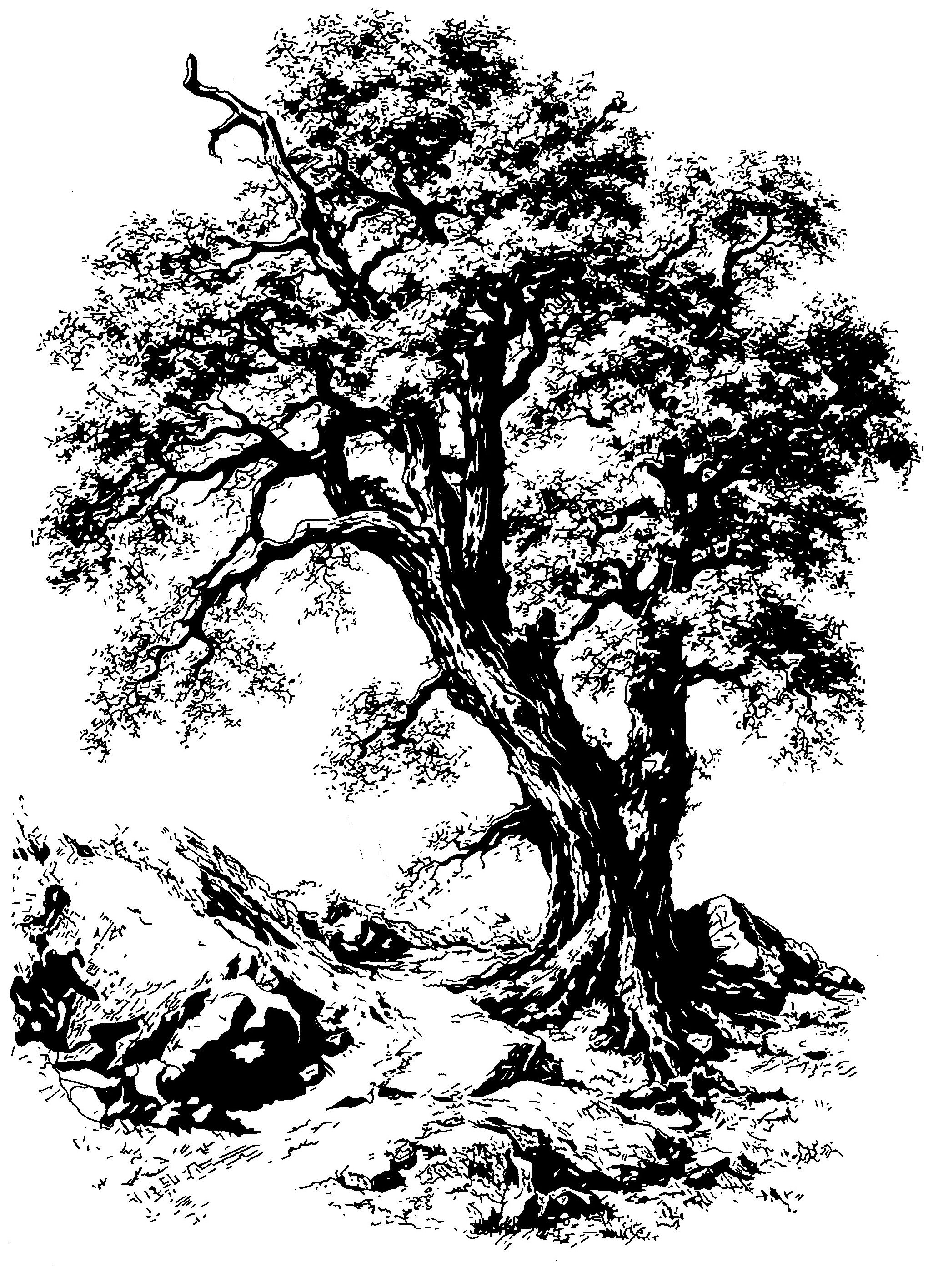 Large Tree And Rocks - Print