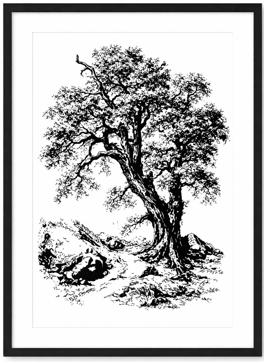 Thumbnail: Large Tree And Rocks - Print
