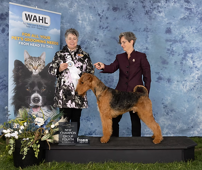 Tomodachi championnat Luxridge Airedale Terriers.png