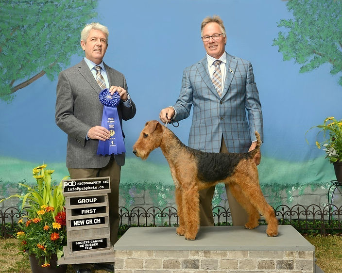 AIREDALE TERRIER LA MARGELINE