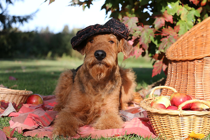 AIREDALE TERRIER LA MARGELINE