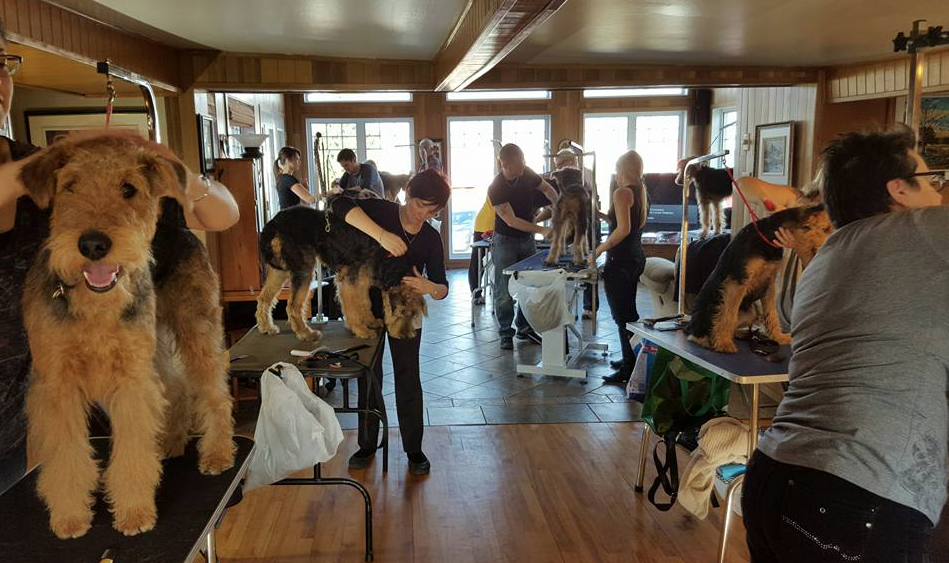 atelier de toilettage par épilation