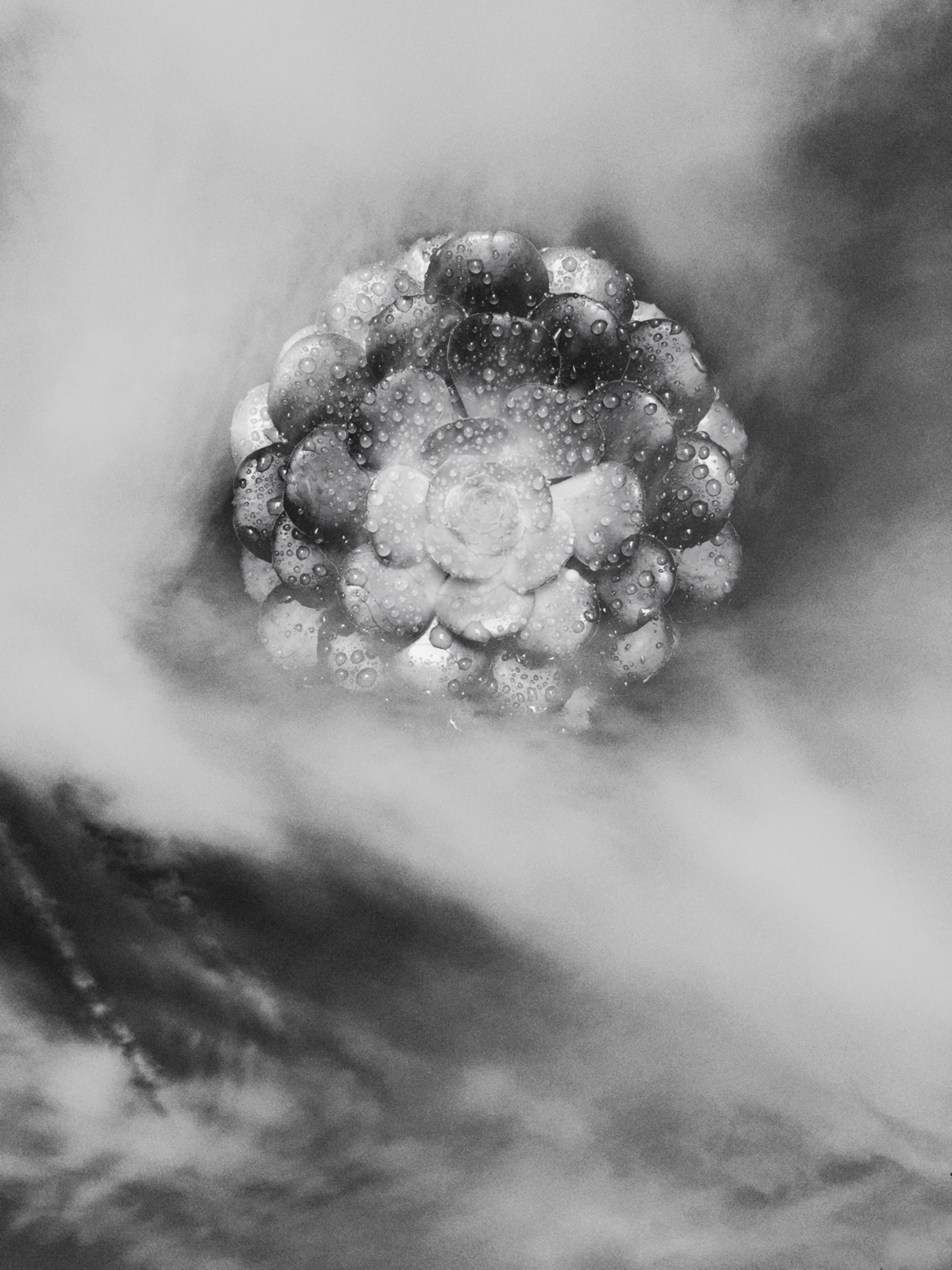 Succulent Sky