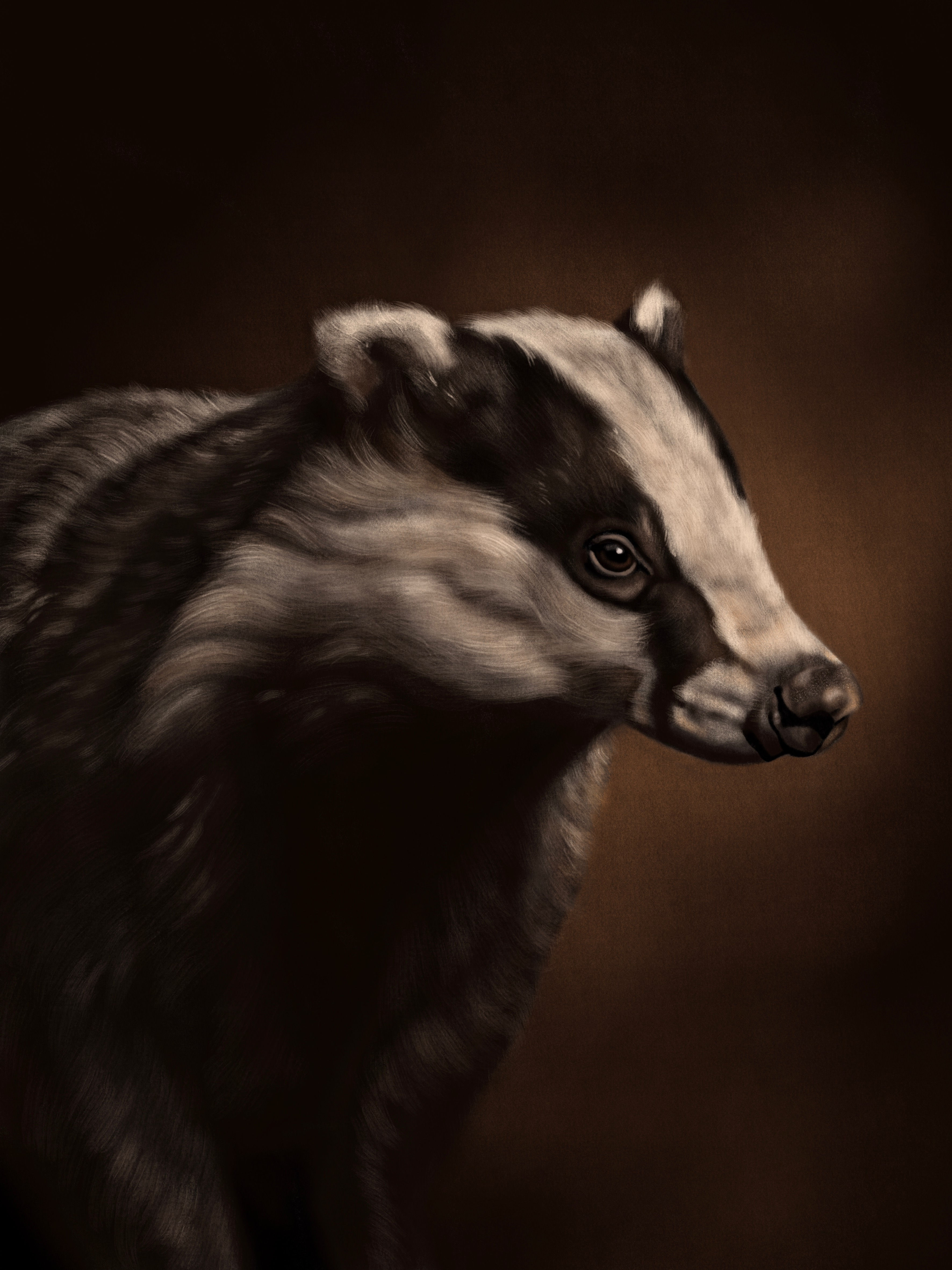 European badger