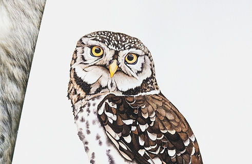 Little owl in watercolor - Dominique Laurine