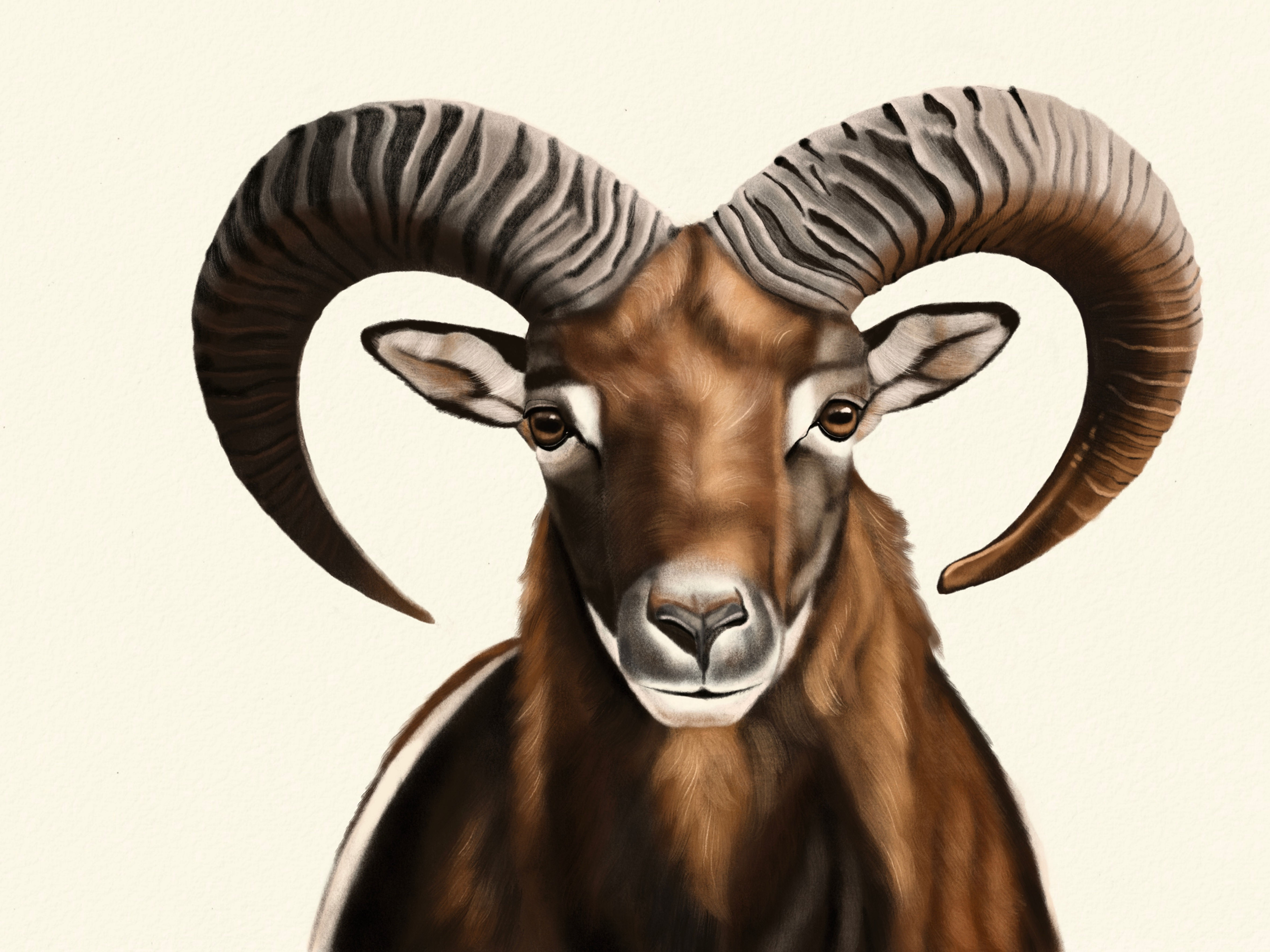 Mouflon