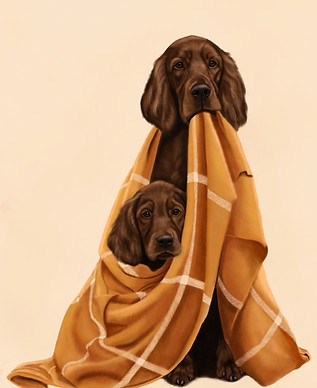 Brown Setters with yellow plaid
