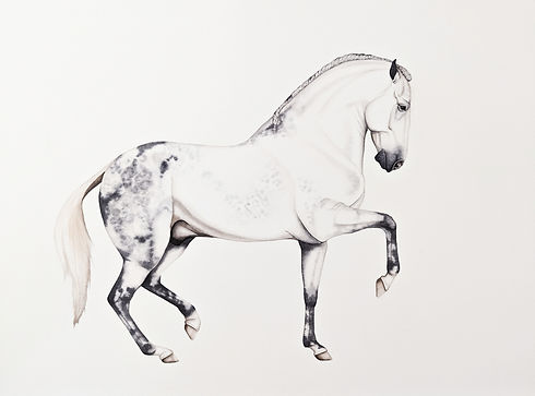 Andalusian Horse Watercolor Dominique Laurine_edited_edited_edited.jpg