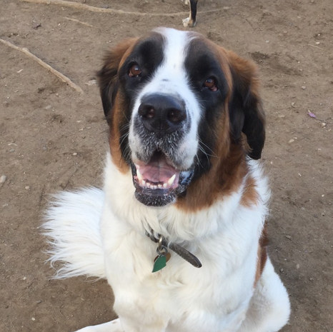 In Loving Memory of Murphy