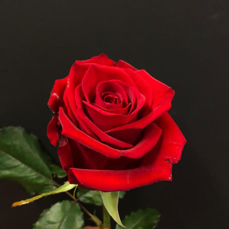 What is the Rose Ceremony?