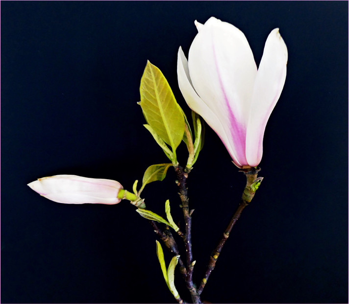 MAGNOLIA