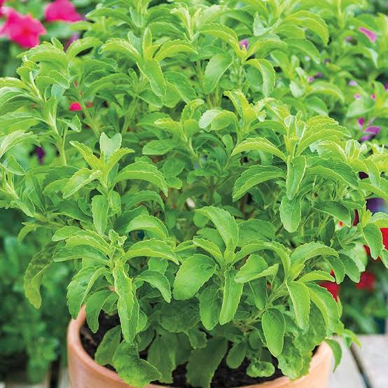 STEVIA (Stevia rebaudiana)