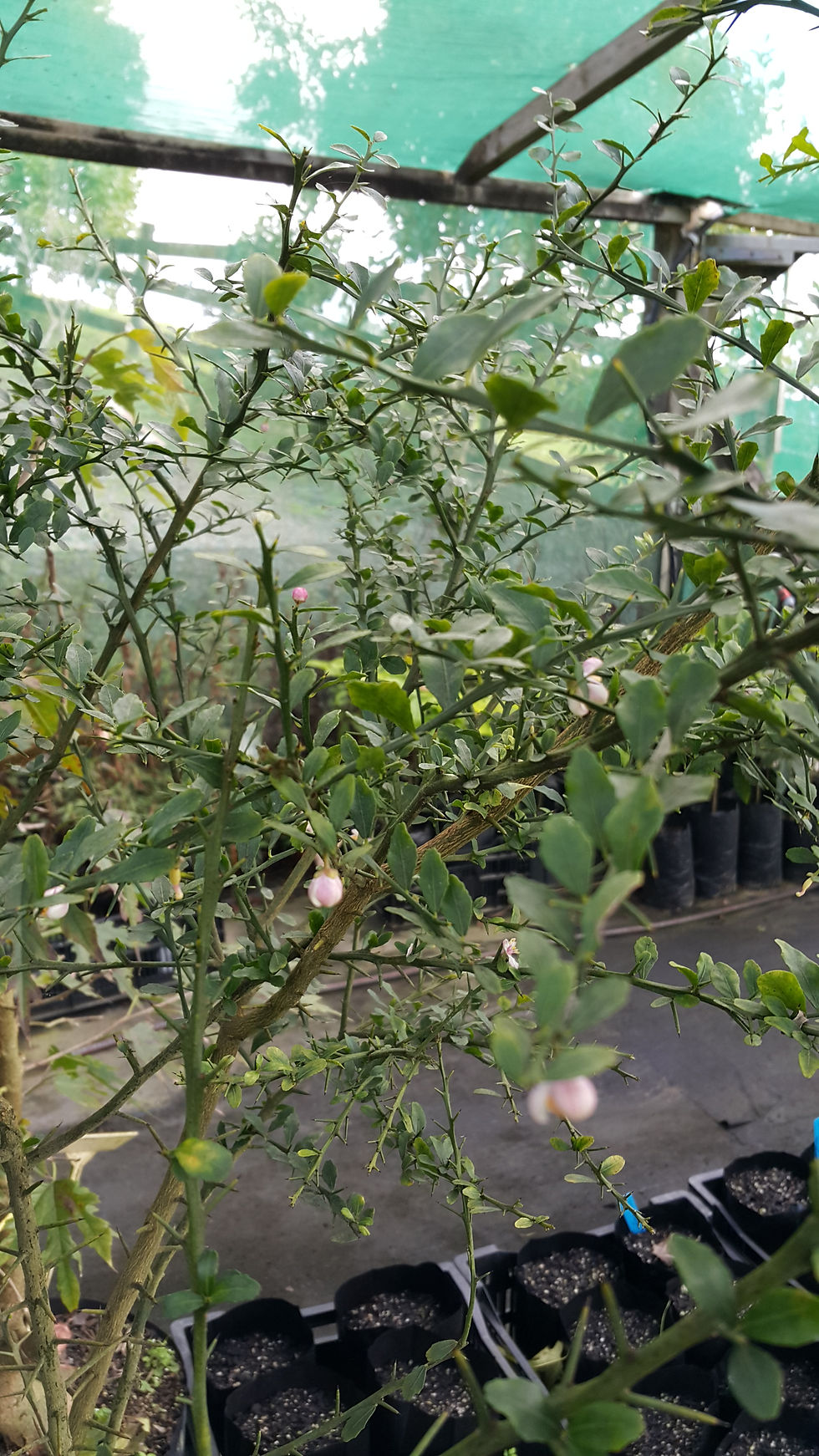 Thumbnail: FINGER LIME (Citrus australasica) - GRAFTED