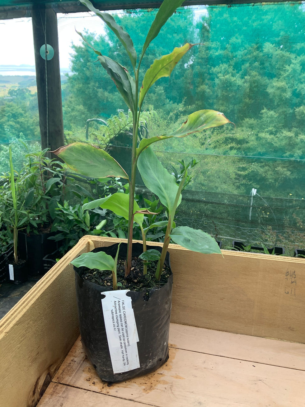 Thumbnail: CARDAMOM - False Cardamom (Alpinia nutans)