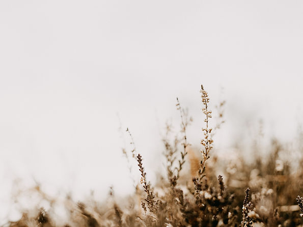 annie-spratt-hHiin0FcZO0-unsplash.jpg