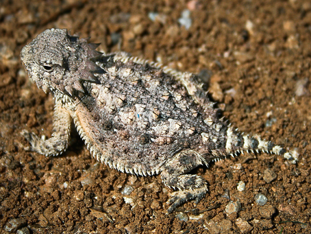 Blogs by Kids: The Horned Lizard