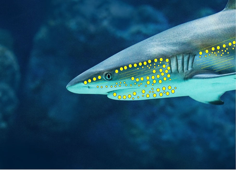 Shark Electroreception
