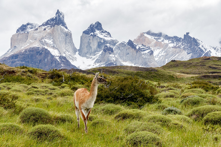 Guanaco