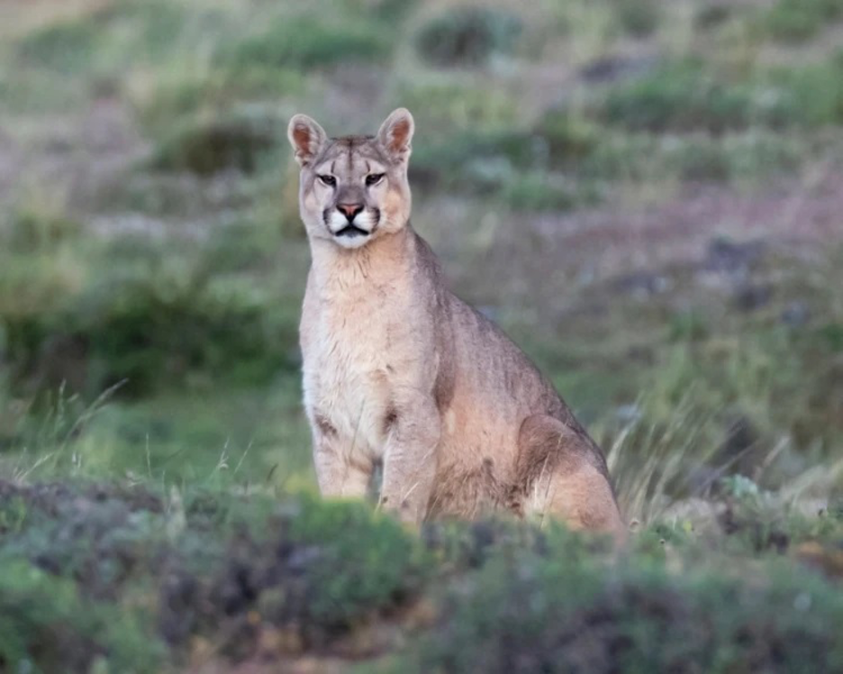 South American Cougar