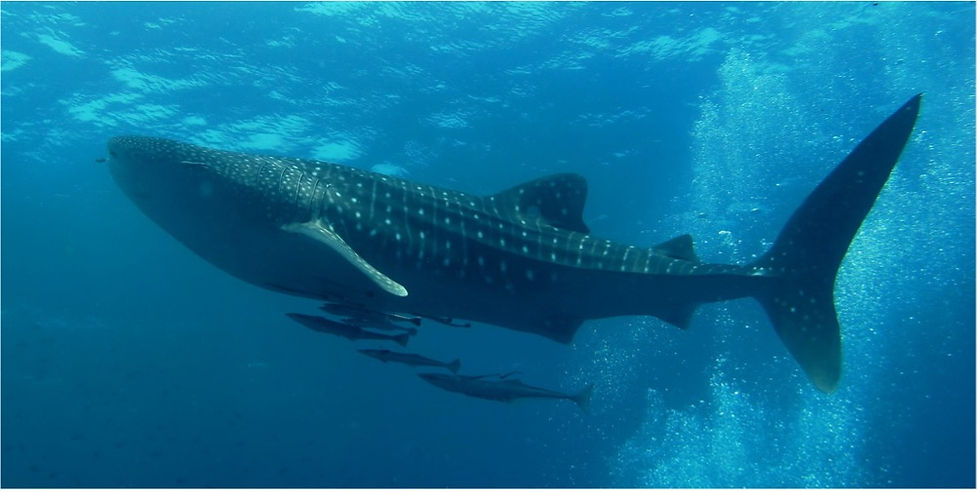 Whale Shark