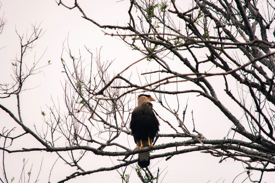 Southern Crested Caracara