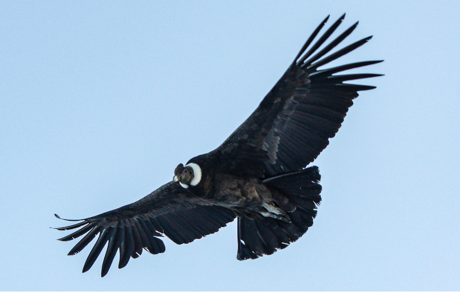 Andean Condor