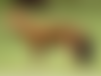 The Truly Resilient Wild Dogs of India: The Redoubtable Dholes -Apex Predator or Mesopredator?