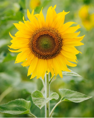 Unveiling a Few Secrets of Nature and Engineering (Part 1 of 2)