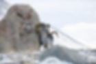 Look at the awesome horns of the Argali sheep! Photo Credit: outdoors-international.com