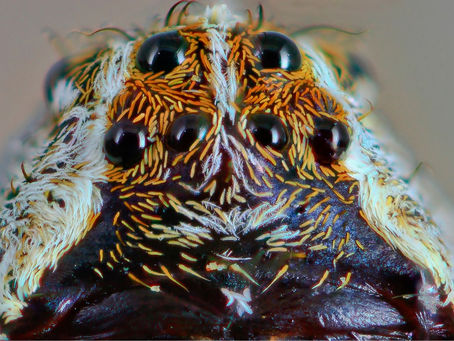 Spiders: The eight-eyed, eight-legged critters. What are they? Cyclopes? Insects?