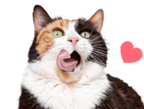 Why-Get-Pet-Insurance-Cat.png.png