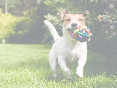 Dog Walker Essentials: Pet Sitter Must-Haves for Every Dog Walk (Kailua, Hawaii)