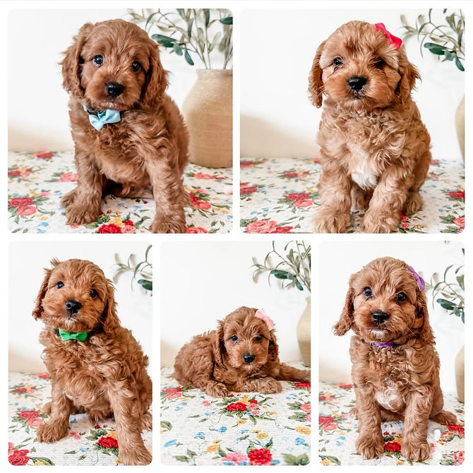 KodiFinn7Wks.jpg