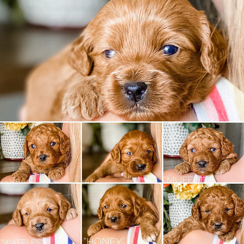 Roo's Puppies Week 3.jpeg
