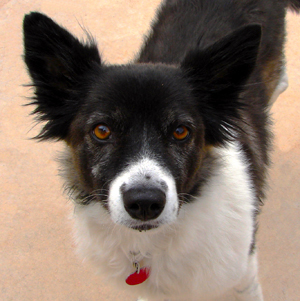 Local Dog Ambassador Finds Forever Home photo 2