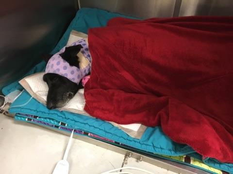 Is canine PTSD really a thing? We had to do some research. photo 2