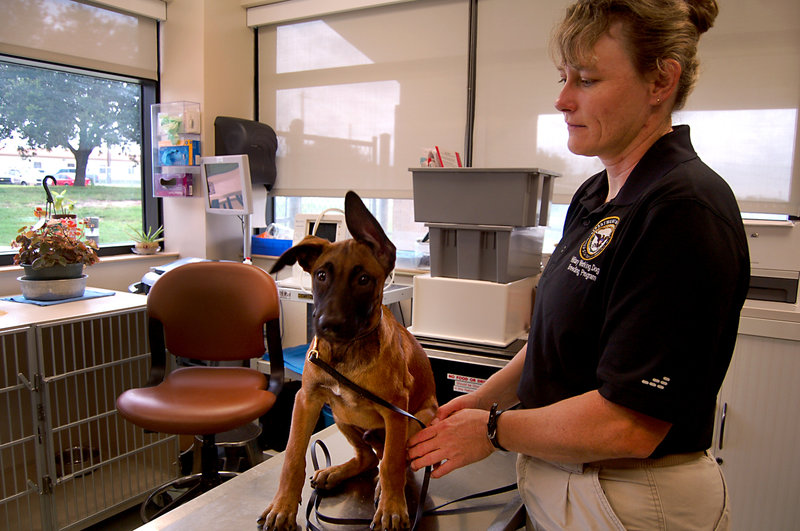 Is canine PTSD really a thing? We had to do some research.