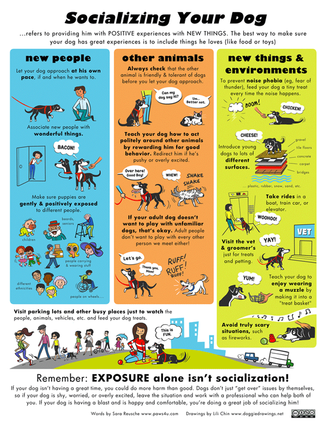Socializing Your Dog