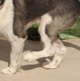 Local Dog Ambassador Finds Forever Home photo 3