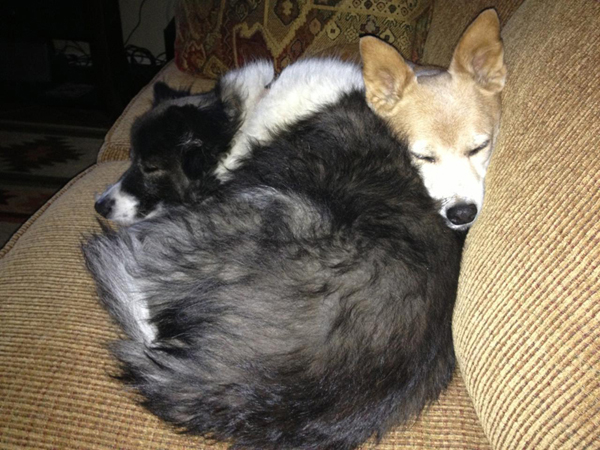 Local Dog Ambassador Finds Forever Home photo 6