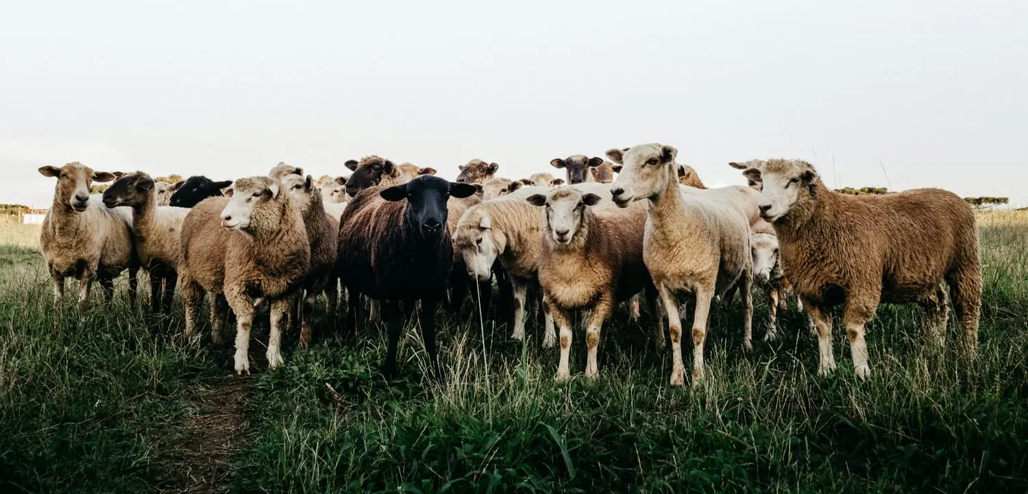 troupeau-de-moutons.webp