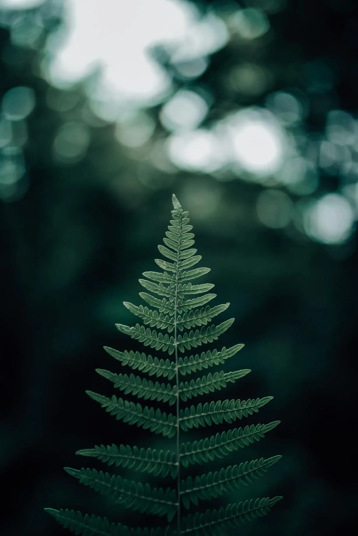 une feuille de fougère dans la fôret